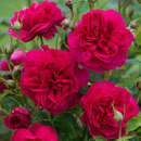 Rose 'Thomas à Becket' - Englische Strauchrose