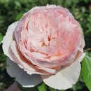 Rose 'The Mill on the Floss' - Englische Strauchrose