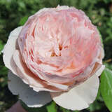 Rose 'The Mill on the Floss' - Englische Strauchrose