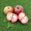 Malus 'Rotes Kreuz': Bild 5/6