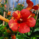 Campsis tagliabuana 'Orangeade' - Jasmintrompete, Trichtertrompete