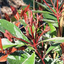 Photinia fraseri 'Pink Marble' - Bunte Glanzmispel