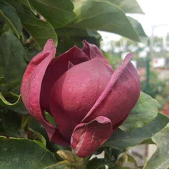 Magnolia 'Felix Jury'