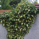 Hedera helix 'Goldherz' - Gelbbunter Efeu