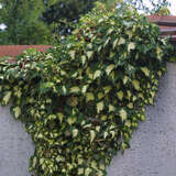 Hedera helix 'Goldherz' - Goldefeu