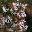 Abelia grandiflora: Bild 2/4