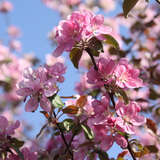 Malus 'Rotes Kreuz' - Großfrüchtiger Zierapfel