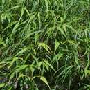 Acer palmatum 'Scolopendriifolium' - Farnblättriger Fächerahorn