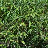 Acer palmatum 'Scolopendriifolium' - Farnblättriger Fächerahorn