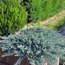 Juniperus horizontalis 'Glauca' - Blauer Kriechwacholder
