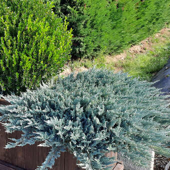 Juniperus horizontalis 'Glauca'