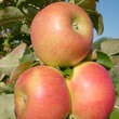 Malus domestica 'Rhapsodie': Bild 1/3
