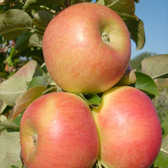 Malus domestica 'Rhapsodie'