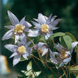 Clematis alpina: Bild 1/3