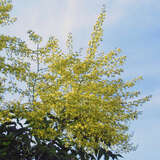 Koelreuteria paniculata 'September' - Spätblühender Blasenbaum