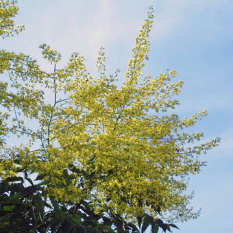 Koelreuteria paniculata 'September'