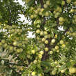 Prunus salicina 'Shiro': Bild 5/8