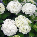 Hydrangea macrophylla 'Soeur Therese' - Gartenhortensie