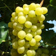 Vitis vinifera 'Orion': Bild 3/3