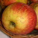 Malus domestica 'James Grieve' - Sommerapfel