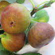 Ficus carica 'Little Miss Figgy': Bild 1/2