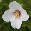 Philadelphus 'Belle Etoile' - Pfeifenstrauch, Falscher Jasmin