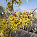 Hamamelis intermedia 'Arnold Promise' - Zaubernuss