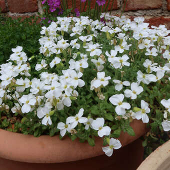 Aubrieta 'Fiona'