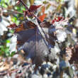 Betula pendula 'Royal Frost': Bild 2/2
