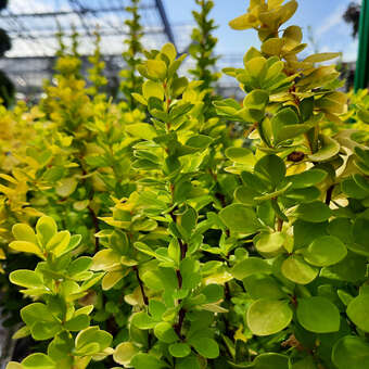 Berberis thunbergii 'Golden Torch'