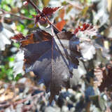 Betula pendula 'Royal Frost' - Blutbirke