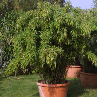 Fargesia nitida 'Black Pearl'