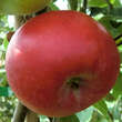 Malus domestica 'Roter Gravensteiner': Bild 1/1