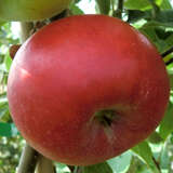 Malus domestica 'Roter Gravensteiner'  - Winterapfel