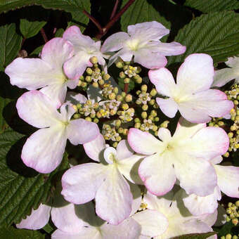 Viburnum plicatum 'Pink Beauty'