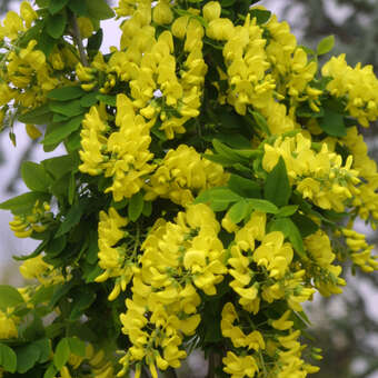 Laburnum alpinum 'Columnare'