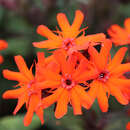 Lychnis arkwrightii 'Vesuvius' - Lichtnelke