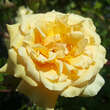 Rose 'Buff Beauty' (moschata): Bild 3/9