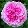 Rose 'Gertrude Jekyll': Bild 5/15