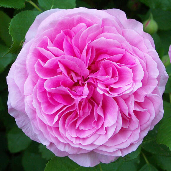 Rose 'Gertrude Jekyll': Bild 5/15 Rose 'Gertrude Jekyll': Bild 5/15
