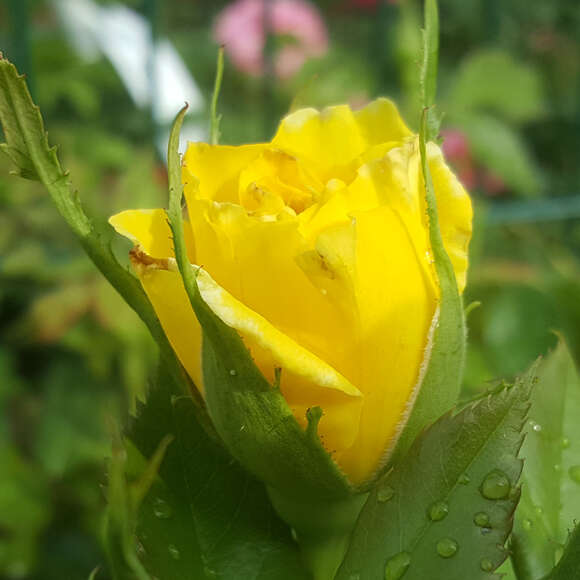 Rose 'Friesia': Bild 9/11 Rose 'Friesia': Bild 9/11