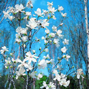Baummagnolie - Magnolia kobus