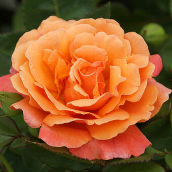 Rose 'Easy Does It': Bild 8/11