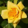 Rose 'Gold Tequila': Bild 5/9