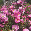 Rose 'Magic Meidiland': Bild 3/6