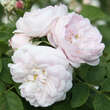 Rose 'Chloris': Bild 3/5