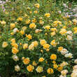 Rose 'Graham Thomas': Bild 9/9