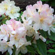 Rhododendron Yakusimanum Hyb. weiß: Bild 1/1