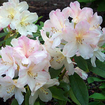 Rhododendron Yakusimanum Hyb. weiß