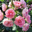 Rose 'Pink Grootendorst': Bild 7/10